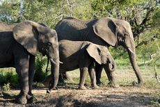 Afrikanischer Elefant (46 von 131).jpg